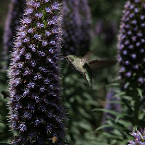 wild hummingbird and bee