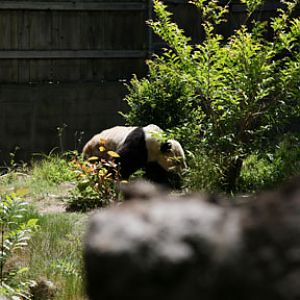 giant panda in the other yard
