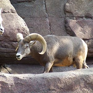 Californian Bighorn Sheep, Burgers Desert