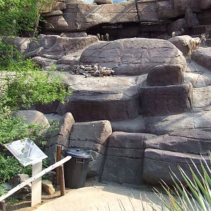 Californian Bighorn Sheep exhibit, Burgers Desert
