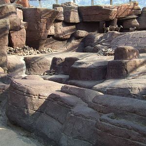 Californian Bighorn Sheep exhibit, Burgers Desert