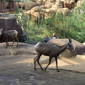 Californian Bighorn Sheep exhibit, Burgers Desert