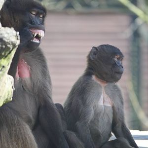 Geladas 8 April 2010