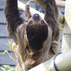 Sloth 8 April 2010
