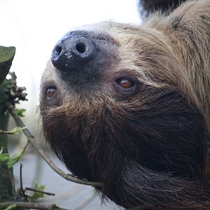 Sloth 8 April 2010