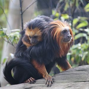 Golden Headed Lion Tamarins 8 April 2010