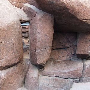 Bobcat exhibit, Burgers Desert
