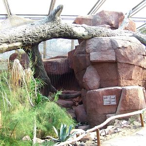 Bobcat exhibit, Burgers Desert