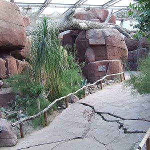 Bobcat exhibit, Burgers Desert