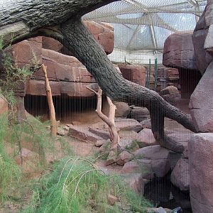 Bobcat exhibit, Burgers Desert