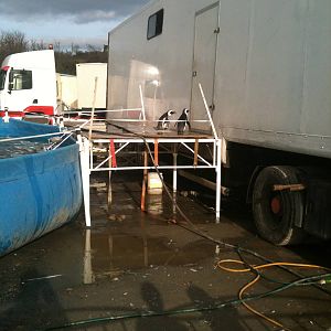 Circus Sealions and Penguins