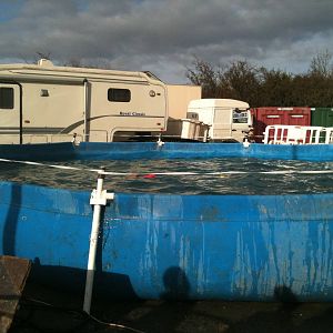 Circus Sealions and Penguins