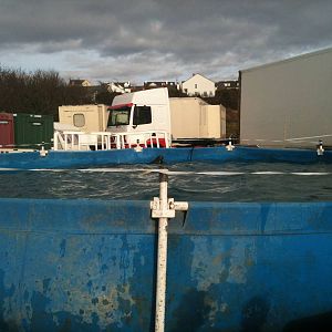 Penguins and Sealions in Circus