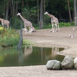 Savanna, Burgers Safari