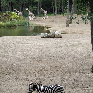 Savanna, Burgers Safari