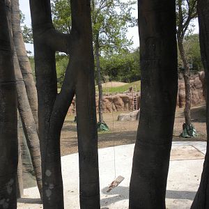 Giants of the Savanna - Strangler Fig Tree