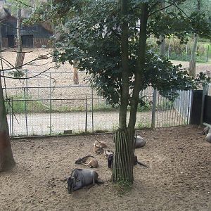 Savanna, Burgers Safari