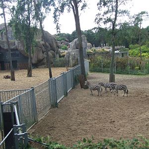 Savanna, Burgers Safari