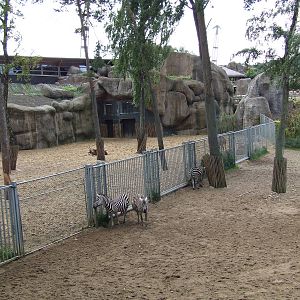 Savanna, Burgers Safari