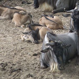 Youngs, Savanna, Burgers Safari