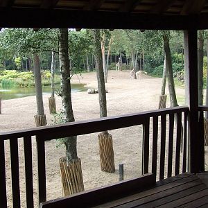 Savanna, Burgers Safari