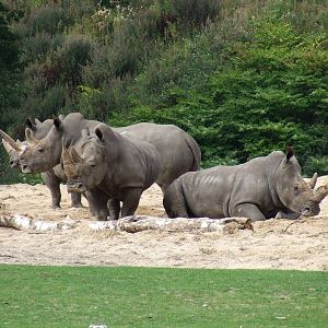 Savanna, Burgers Safari