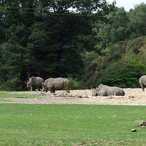 Savanna, Burgers Safari