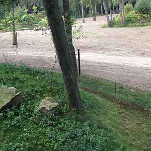 Savanna, Burgers Safari