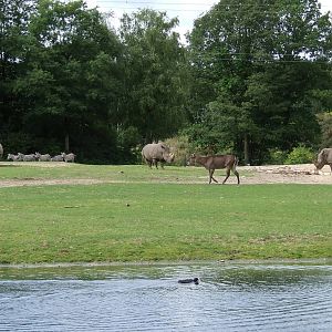 Savanna, Burgers Safari