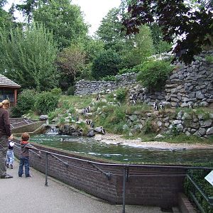 Jackass Penguin exhibit