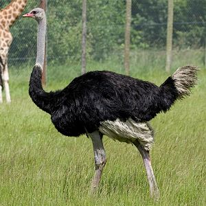 Ostrich