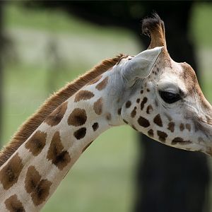 Rothschild Giraffe