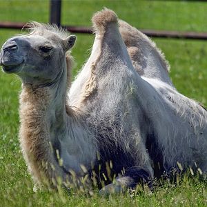 Bactrian Camel