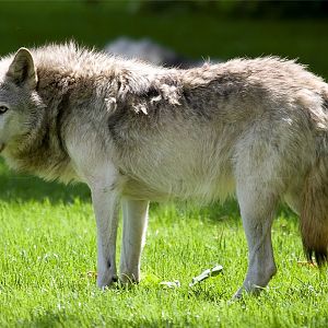 Canadian Timber Wolf
