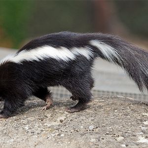 Striped Skunk