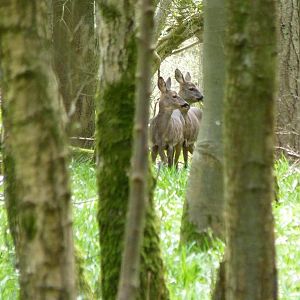 Roe Deer in my Nextdoor Wood
