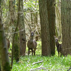 Roe Deer in my Nextdoor Wood
