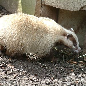 Unusual Brown European Badger