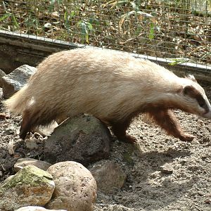 Unusual Brown Badger