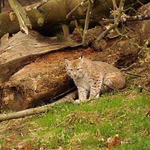 Lynx at Whipsnade