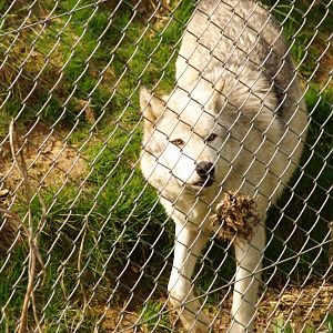 Wolf at Whipsnade