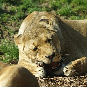 Lioness eating