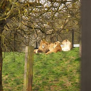 Lions relaxing after eating