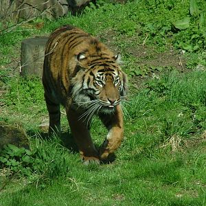 Sumatran Tiger