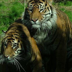 Sumatran Tigers
