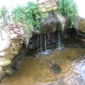 Common Snapping Turtle exhibit at Shepreth 05/04/10