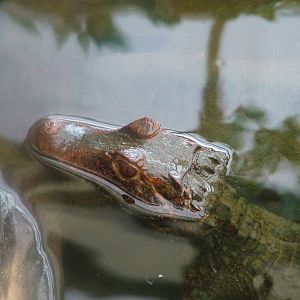 Cuvier's Dwarf Caiman at Shepreth 05/04/10