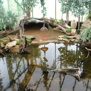 Caiman exhibit at Shepreth 05/04/10