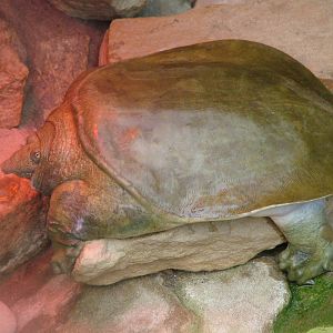 Chinese Soft-shelled Turtle at Shepreth 05/04/10