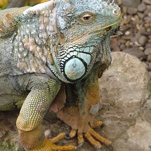 Green Iguana at Shepreth 05/04/10